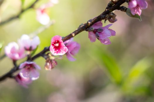 Sakura flowers blooming blossom in Chiang Mai, Thailand, nature background