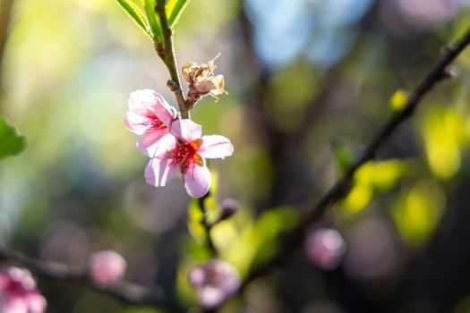 Sakura flowers blooming blossom in Chiang Mai, Thailand, nature background