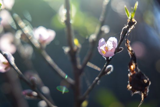 Sakura flowers blooming blossom in Chiang Mai, Thailand, nature background