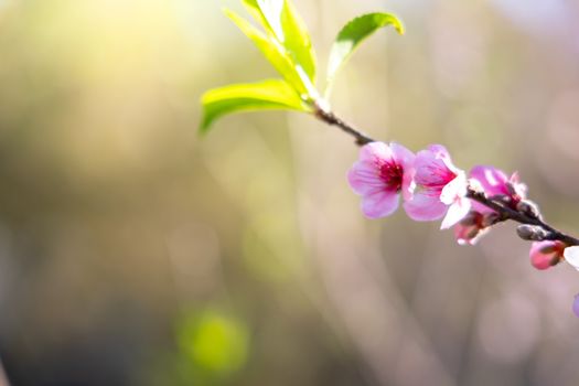 Sakura flowers blooming blossom in Chiang Mai, Thailand, nature background