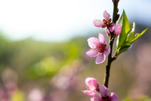 Sakura flowers blooming blossom in Chiang Mai, Thailand, nature background