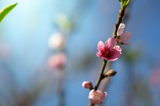 Sakura flowers blooming blossom in Chiang Mai, Thailand, nature background