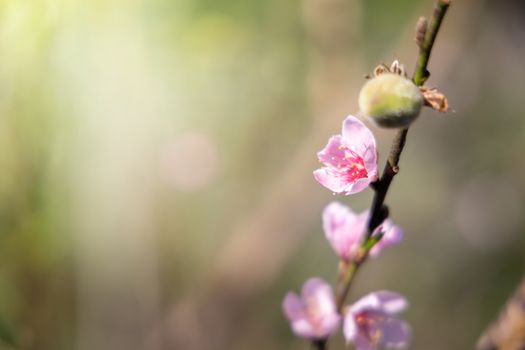 Sakura flowers blooming blossom in Chiang Mai, Thailand, nature background