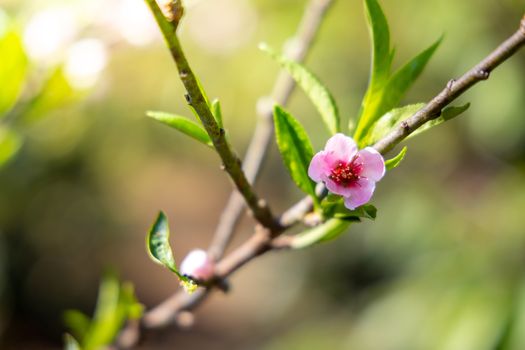 Sakura flowers blooming blossom in Chiang Mai, Thailand, nature background