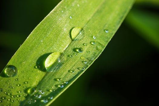 Dew on leaf in meadow. Closeup and copy space. Concept of rainy season.