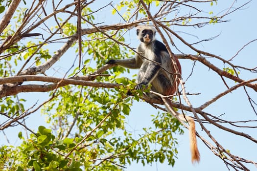 piliocolobus monkey sitting on a tree branch watching right