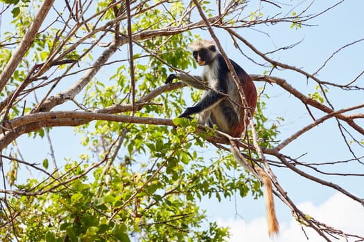 monkey sitting on a tree branch watching left
