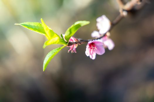 Sakura flowers blooming blossom in Chiang Mai, Thailand, nature background