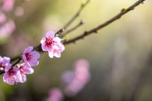 Sakura flowers blooming blossom in Chiang Mai, Thailand, nature background