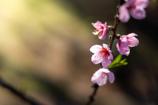 Sakura flowers blooming blossom in Chiang Mai, Thailand, nature background