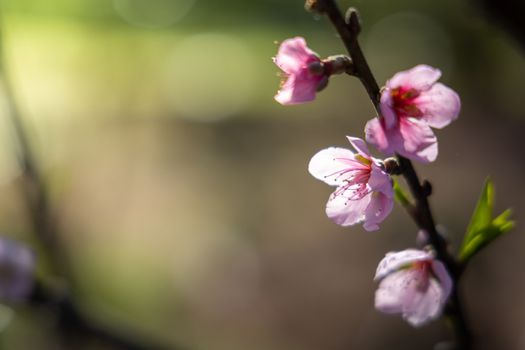 Sakura flowers blooming blossom in Chiang Mai, Thailand, nature background