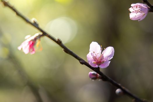 Sakura flowers blooming blossom in Chiang Mai, Thailand, nature background