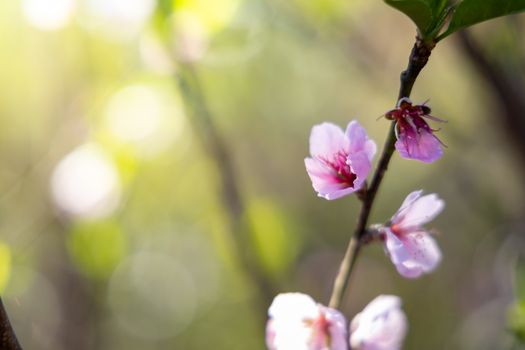 Sakura flowers blooming blossom in Chiang Mai, Thailand, nature background