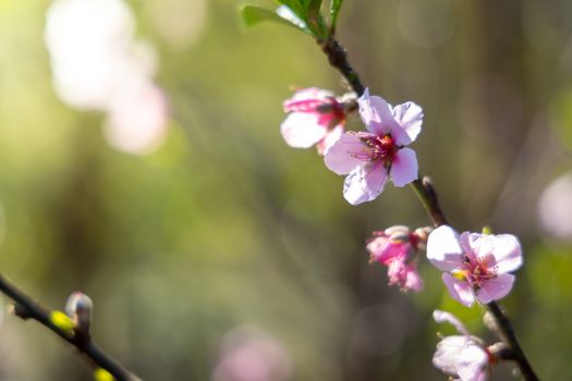 Sakura flowers blooming blossom in Chiang Mai, Thailand, nature background