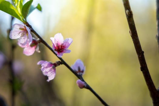 Sakura flowers blooming blossom in Chiang Mai, Thailand, nature background