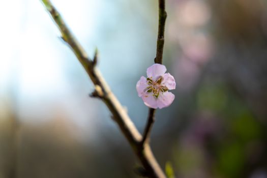 Sakura flowers blooming blossom in Chiang Mai, Thailand, nature background