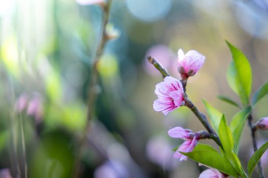 Sakura flowers blooming blossom in Chiang Mai, Thailand, nature background