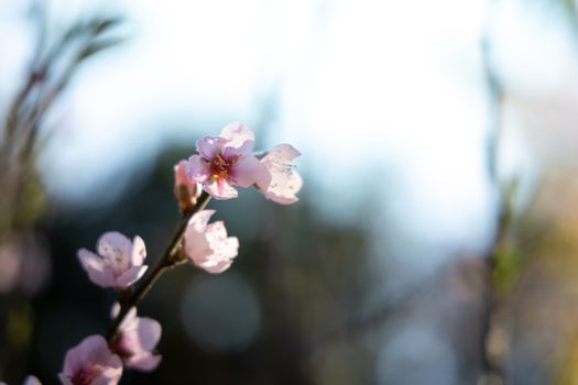 Sakura flowers blooming blossom in Chiang Mai, Thailand, nature background