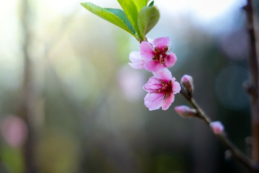 Sakura flowers blooming blossom in Chiang Mai, Thailand, nature background