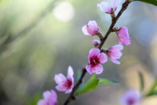 Sakura flowers blooming blossom in Chiang Mai, Thailand, nature background