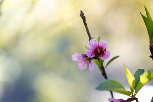 Sakura flowers blooming blossom in Chiang Mai, Thailand, nature background