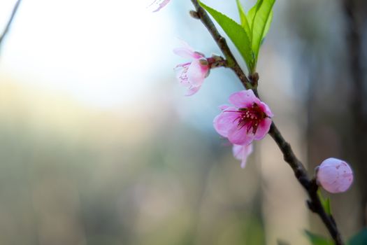 Sakura flowers blooming blossom in Chiang Mai, Thailand, nature background