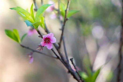 Sakura flowers blooming blossom in Chiang Mai, Thailand, nature background