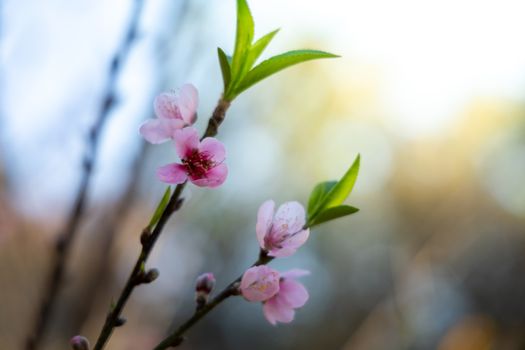 Sakura flowers blooming blossom in Chiang Mai, Thailand, nature background