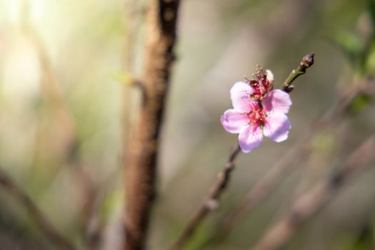 Sakura flowers blooming blossom in Chiang Mai, Thailand, nature background