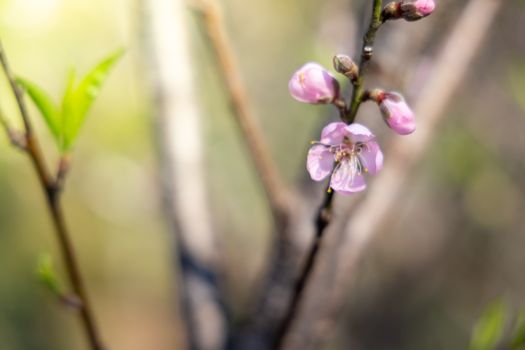 Sakura flowers blooming blossom in Chiang Mai, Thailand, nature background