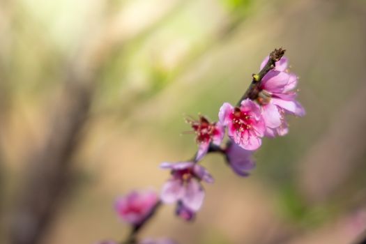 Sakura flowers blooming blossom in Chiang Mai, Thailand, nature background