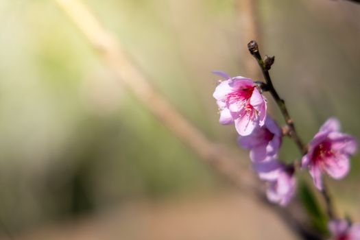 Sakura flowers blooming blossom in Chiang Mai, Thailand, nature background