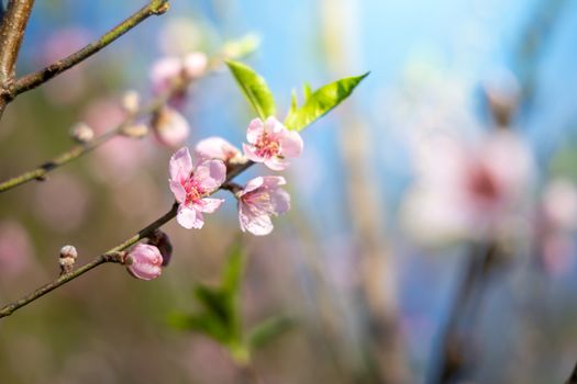 Sakura flowers blooming blossom in Chiang Mai, Thailand, nature background