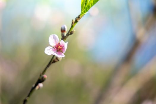 Sakura flowers blooming blossom in Chiang Mai, Thailand, nature background