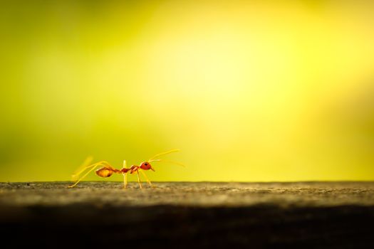 Red ant walking on the tree and green natural background. Closeup and copy space. Integrity of nature and environment.