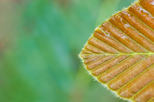 Water drops on the leaf in tropical forest. Closeup and copy space. Concept of rainy season.