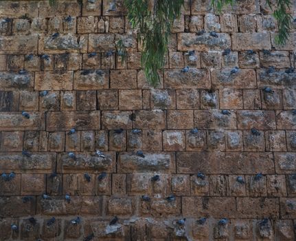 Many doves sitting on the wall.