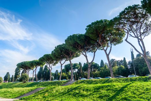 Italian Stone Pines Pinus Pinea also known as Umbrella Pines and Parasol Pines, tall trees near Aventine Hill, Rome. Italy.