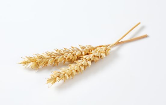 Two wheat ears on white background