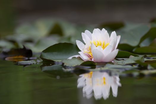 White lotus waterlily lily flower in a pond in its reflection
