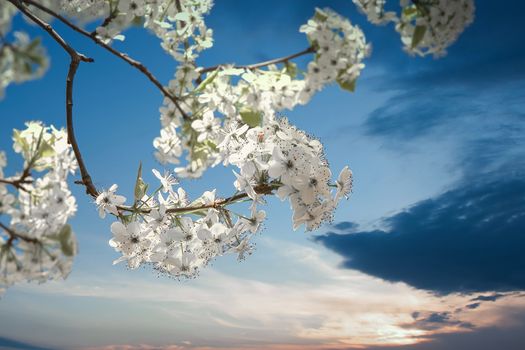 Beautiful white pear blossoms against a blue sky