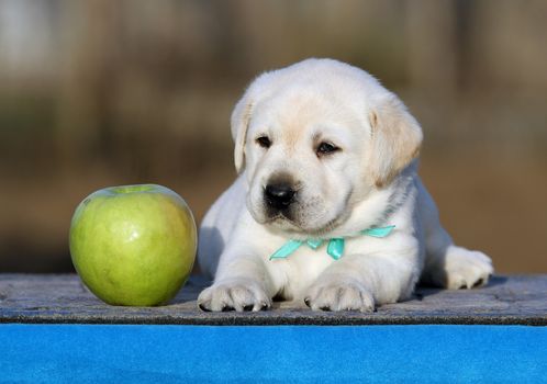 little labrador puppy on a blue background