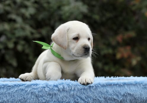 cute nice sweet little labrador puppy on a blue background