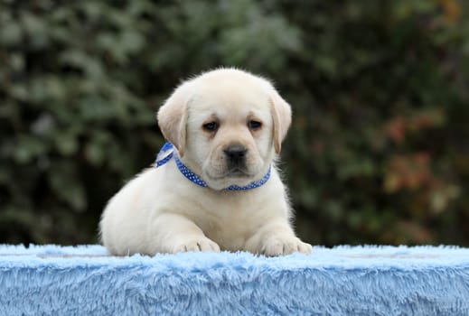 a cute nice sweet little labrador puppy on a blue background