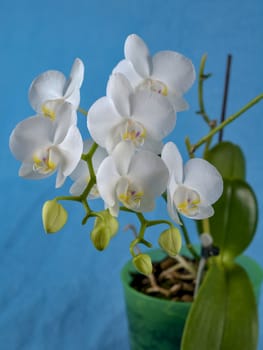 White phalaenopsis orchid in a pot on a blue background.