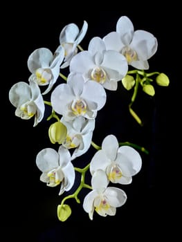 Blooming white phalaenopsis orchid with dense leaves on a black background.