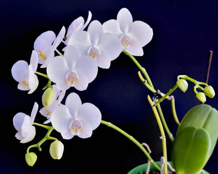Blooming white phalaenopsis orchid with dense leaves on a black background.