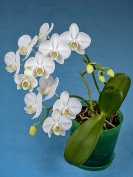 White phalaenopsis orchid in a pot on a blue background.