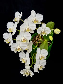 Blooming white phalaenopsis orchid with dense leaves on a black background.