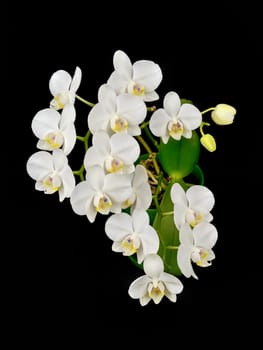 Blooming white phalaenopsis orchid with dense leaves on a black background.